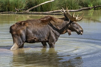 Moose, elk (Alces alces) bull, male with fully developed antlers standing in shallow water of pond