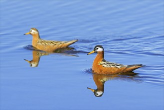 Red phalarope, grey phalarope (Phalaropus fulicarius) pair, female and male in breeding plumage in