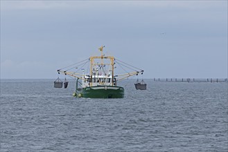 Mussel fisherman near Föhr, North Frisia, Schleswig-Holstein, Germany, Europe