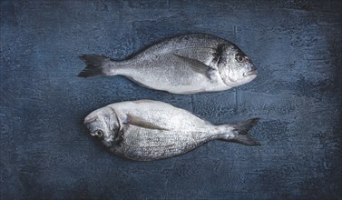 Fresh raw dorado fish, on a dark blue background, top view, two pieces, no people