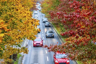 Autumn, road traffic, inner-city, trees in autumnal colours line a 4-lane road, symbolic image,