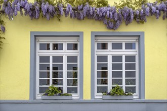 Window entwined with wisteria, Unkel, Rhineland-Palatinate, Germany, Europe