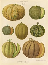 Vegetables, various melons, after Ernst Samuel Benary (10 November 1819, 19 February 1893), Hessian