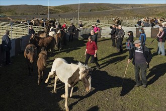 Icelandic horses (Equus islandicus) being sorted by owner in a pen, horse round-up or réttir, near