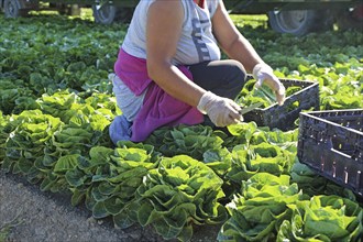 Agriculture lettuce harvest: Harvest workers from Romania harvest Mini Romana in Hockenheim