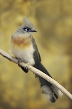 Crested coua (Coua cristata), captive, occurring in Madagascar