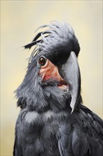 Palm cockatoo (Probosciger aterrimus), portrait, captive, occurring in Australia and New Guinea