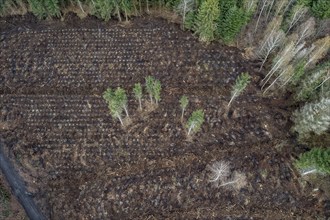 Area in the Arnsberg Forest near Rüthen-Nettelstädt, Soest district, reforestation, over 2500