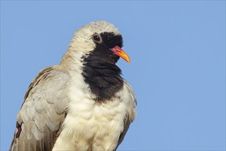 Cape Dove, (Oena capensi), Road N4 to Kaolack, Firgui, Senegal, Africa