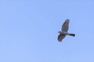 Eurasian sparrowhawk (Accipiter nisus), Heligoland, Schleswig-Holstein, Germany, Europe