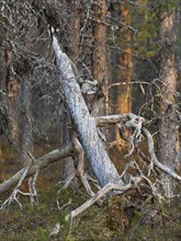 Scots Pine (Pinus sylvestris), dead tree stem in forest, beside Pokka, May, Finnish Lapland