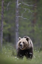 Brown bear (Ursus arctos) in the Finnish taiga, Kuusamo, Finland, Europe