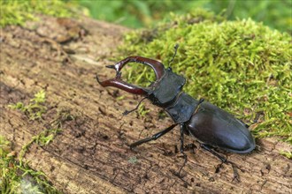 Male Raven Kite (Lucanus cervus) on the trunk of a dead tree in the forest in spring. Bas Rhin