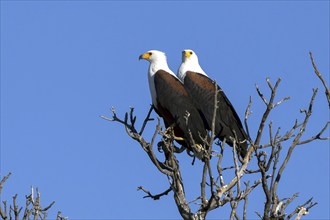 African Fish Eagle, (Haliaeetus vocifer) Africa, Botswana, Okovango Delta, Botswana, Africa