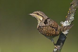 Wryneck on perch, (Jynx torquilla), Ormoz area, Ormoz, Podravska, Slovenia, Europe