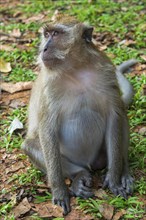 Monkey in the temple Wat Sok Tham, macaque, mammal, gazing, wild, free-living, tropical, tropics,