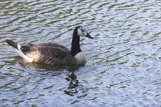 Canada goose (Branta canadensis), with leucism, in a pond, North Rhine-Westphalia, Germany, Europe