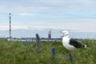 View from the dune to the upper land of the offshore island of Heligoland, lighthouse, screeching