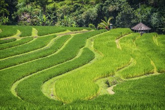 Jatiluwih, rice terrace, rice, agribusiness, agriculture, export, tourism, travel, landscape,