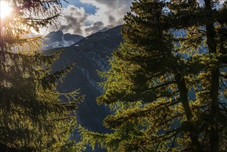 Hiking trail in the Swiss stone pine forest, Swiss stone pine (Pinus cembra), light mood,