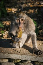 Macaque (Macaca), monkey, guenon, animal, macaque, wildlife, nature, wild, mammal, fauna, looks,