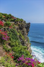 Cliffs, sea, sea coast, rocky coast, rocks, flowers, seascape, Pacific, Pacific Ocean, holiday