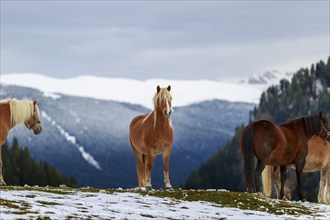 Three horses on a snow-covered hill with a mountain panorama in the background