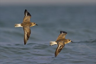 Little Ringed Plover, (Pluvialis squatarola), Two birds in flight, Ft. De Soto Park, St.