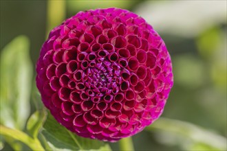 Pink dahlia flowers blooming in a public garden. Close-up dahlias, daylight. Selestat, Bas Rhin,