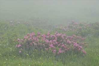 Flowering Rusty-leaved alpenrose perennials, Rhododendron ferrugineum, Swiss Alps