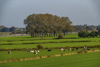 Lower Rhine landscape, dyke foreland near Grieth, North Rhine-Westphalia, Germany, Europe