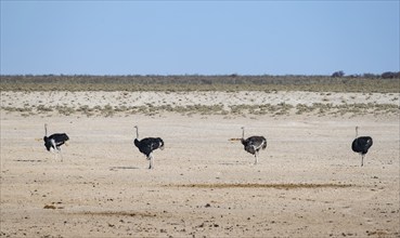 African ostrich (Struthio camelus), Three adult males and one female standing in a row at the same