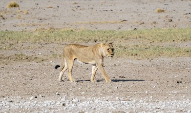 Lion (Panthera leo), adult female, Nebrowni waterhole, Etosha National Park, Namibia, Africa