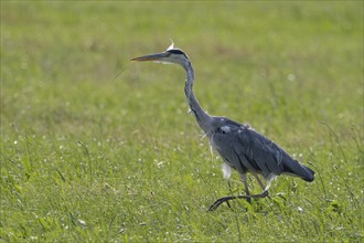 Grey heron (Ardea cinerea) moulting while hunting in a green meadow, in natural surroundings,