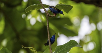 The red-legged honeycreeper (Cyanerpes cyaneus), two adult males on a branch, blue birds in the