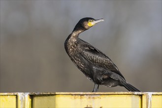 Great cormorant (Phalacrocorax carbo), Emsland, Lower Saxony, Germany, Europe