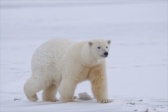 Polar bear (Ursus maritimus), walking in the snow, Kaktovik, Arctic National Wildlife Refuge,