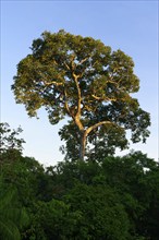 Harpy Eagle nest in a Brazil nut tree (Bertholletia excelsa) at sunrise, Alta Floresta, Amazon,