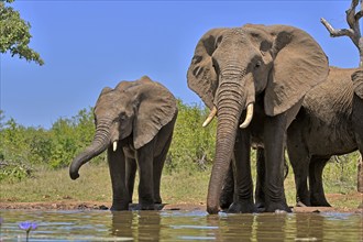 African elephant (Loxodonta africana), adult, female, mother, half-grown young, mother with