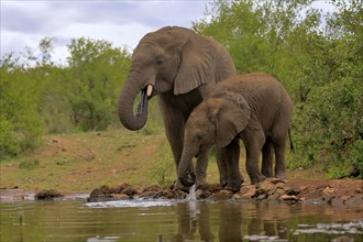 African elephant (Loxodonta africana), adult, male, bull, young animal, young bull with young