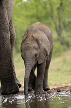 African elephant (Loxodonta africana), young animal, drinking, at the water, Kruger National Park,