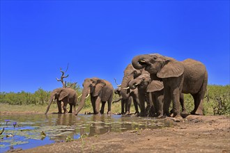 African elephant (Loxodonta africana), adult, juvenile, group, herd, at the water, drinking, Kruger