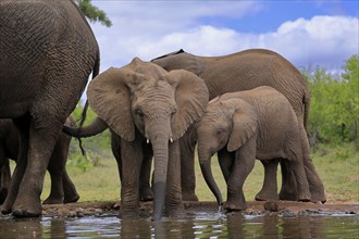 African elephant (Loxodonta africana), two young animals, at the water, drinking, Kruger National