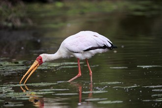 Glutton (Mycteria ibis), adult, in the water, foraging, Kruger National Park, Kruger National Park,