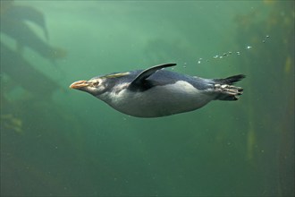 Rockhopper penguin (Eudyptes chrysocome), adult, in water, swimming, South Africa, Africa