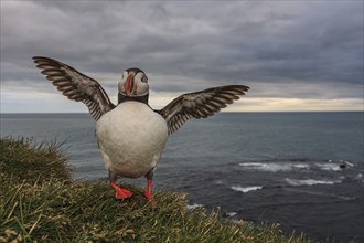 Puffin (Fratercula arctica) standing in the grass by the sea and winging, cloudy, summer,