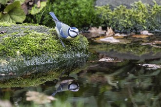 Blue tit (Parus caerulea), Emsland, Lower Saxony, Germany, Europe