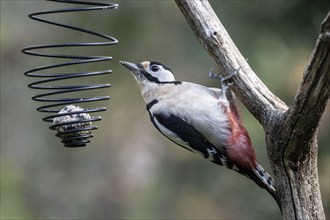 Great spotted woodpecker (Dedrocopos major) at the tit dumpling, Emsland, Lower Saxony, Germany,