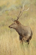 Wapiti (Cervus canadensis, Cervus elaphus canadensis), male, Yellowstone National Park, Wyoming,