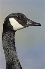 Canada goose (Branta canadensis), portrait, North Rhine-Westphalia, Germany, Europe